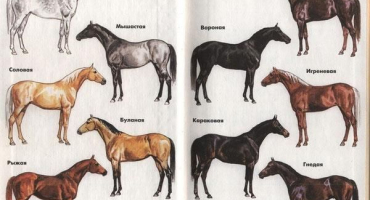 Jaká barva se nazývá šedý oblek u koní, historie původu a genetika